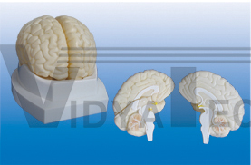 The dissection model of brain